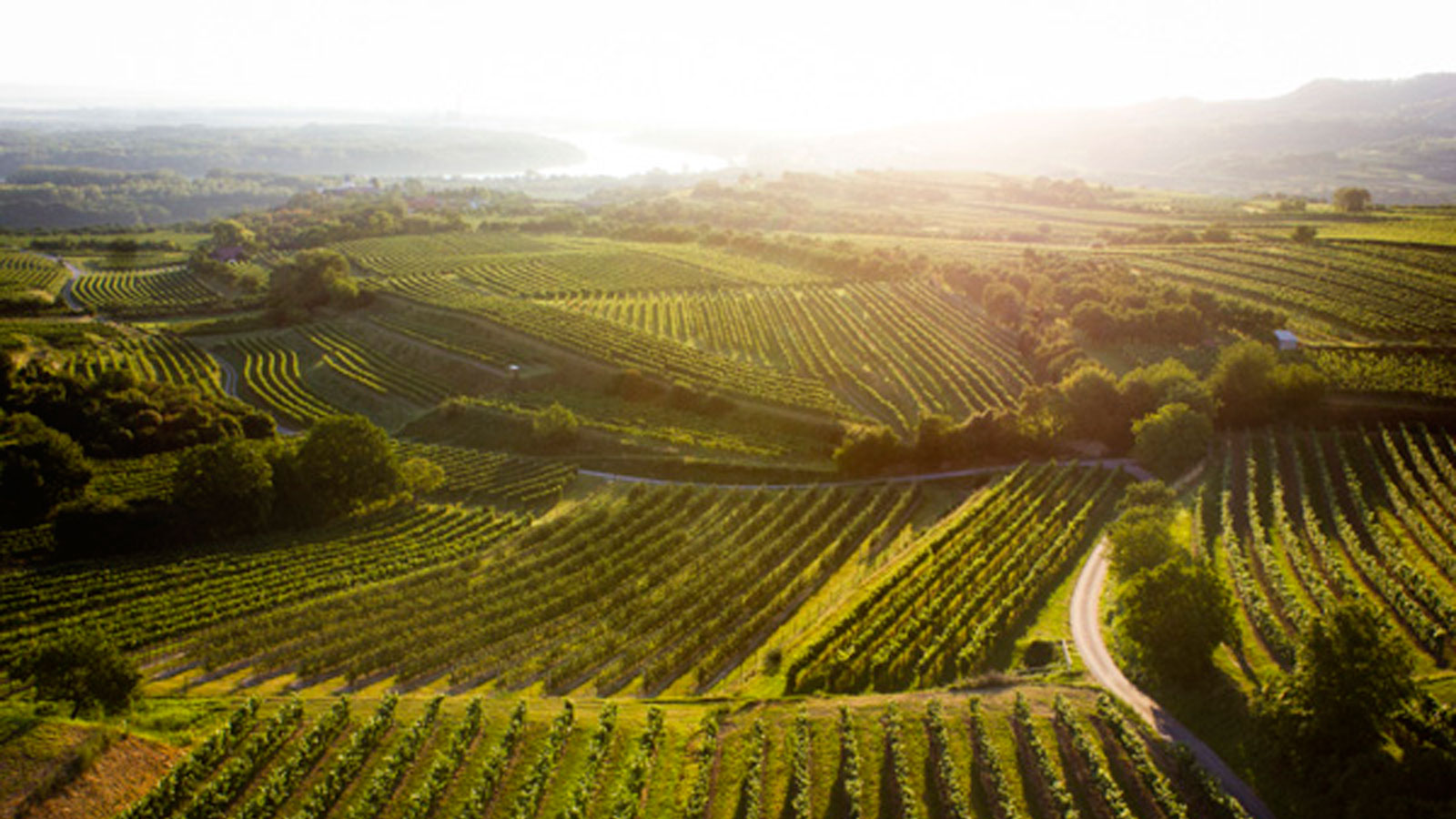 Weinbaugebiet Kamptal © POV/Robert Herbst